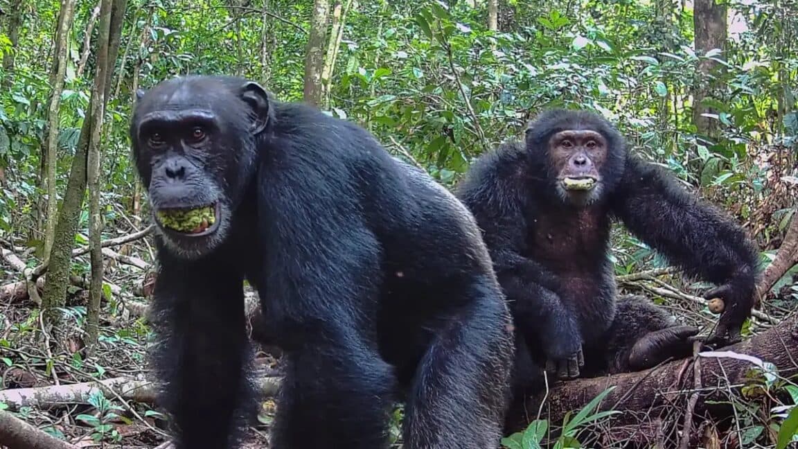Ugandan chimps split into two factions, then killed rivals