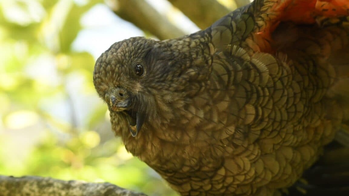 Meet Bruce, the "beak-jousting" parrot