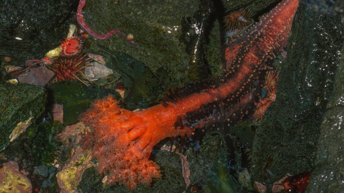 Sea cucumber limbs show surprising resilience after severance