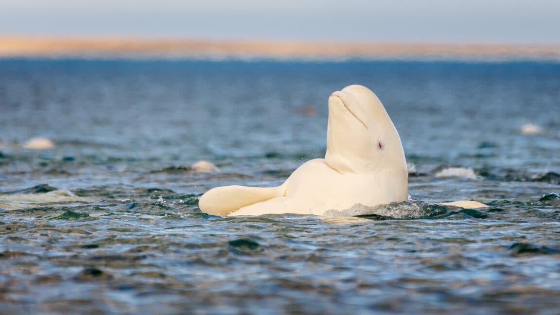 India's AI Researchers Unlock Secret to Whale-like Facial Recognition Abilities