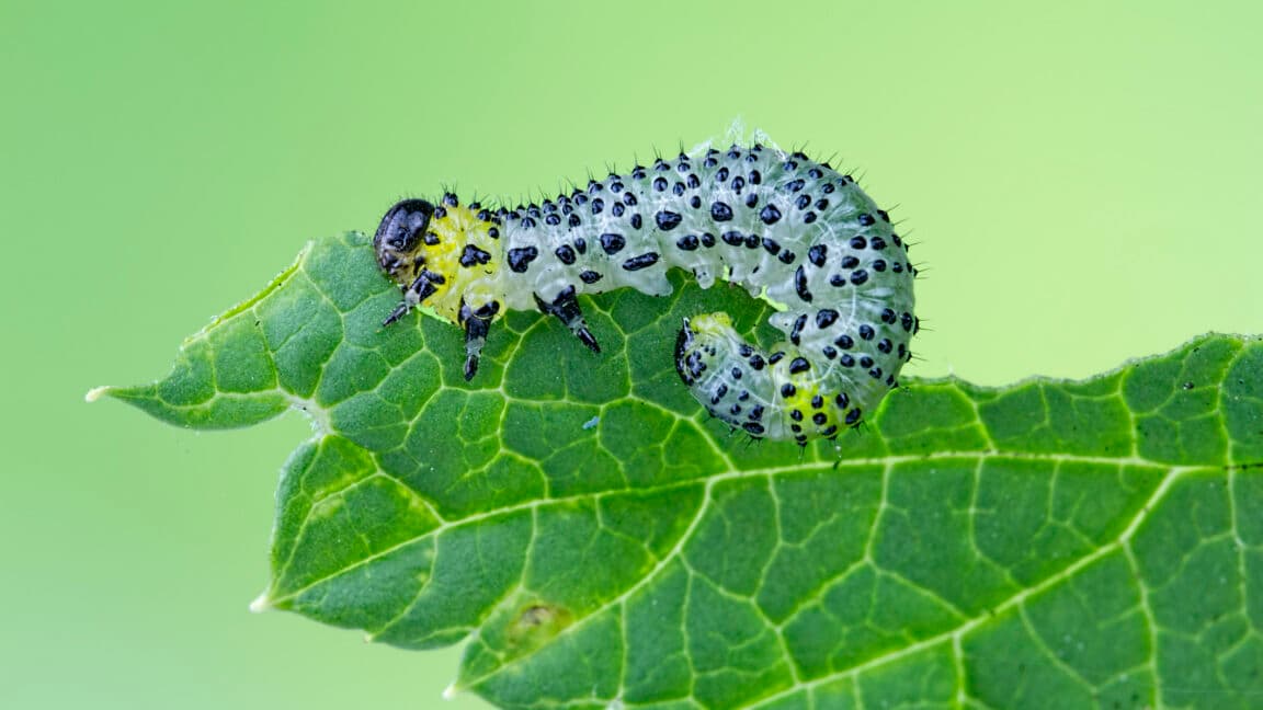 Crops Turn Scientists' Heads with Innovative AI-Enabled Pest Defense System