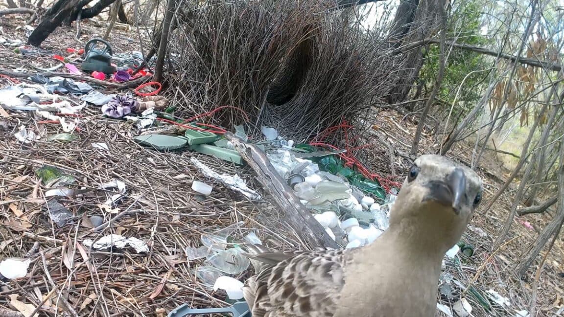 Bowerbirds attract mates using vibrant human-made treasures