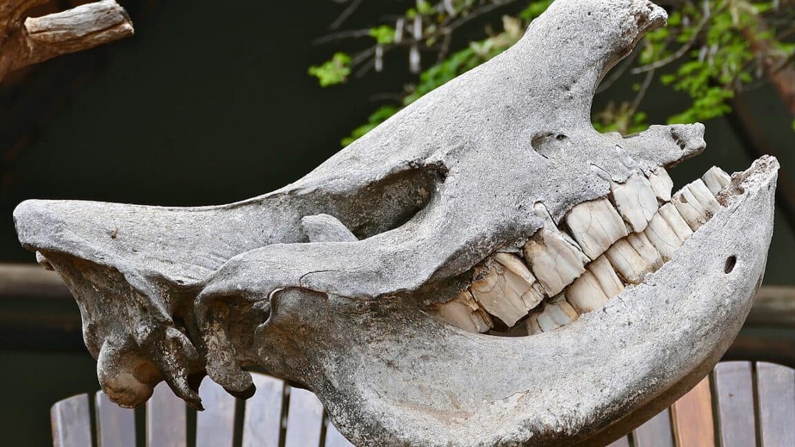 A rhino tooth could be the ultimate tool in your toolkit