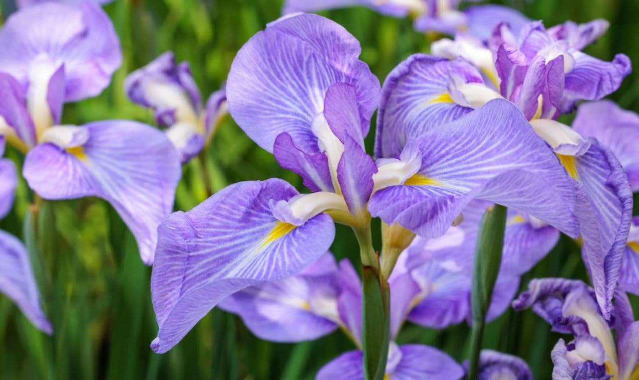 Why aren't my irises blooming? 5 common causes and how to fix them