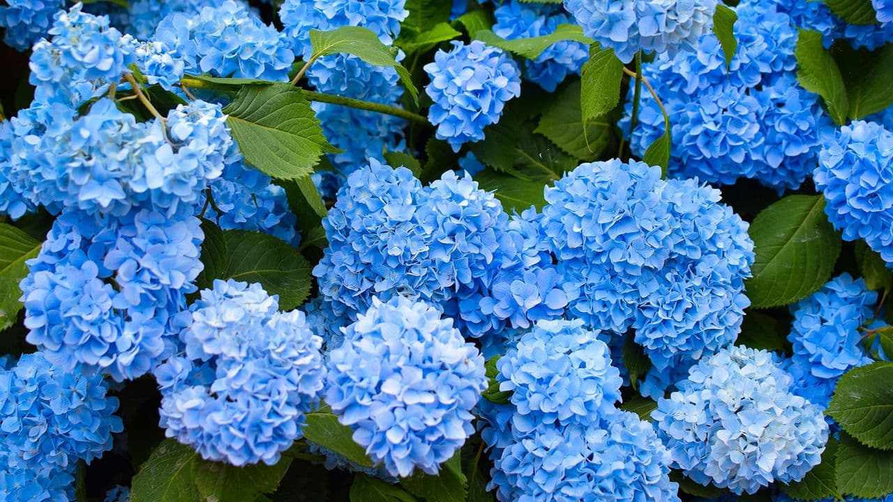 Watch the magic unfold: How adding 1 kitchen waste product to hydrangeas will guarantee deep blue blooms