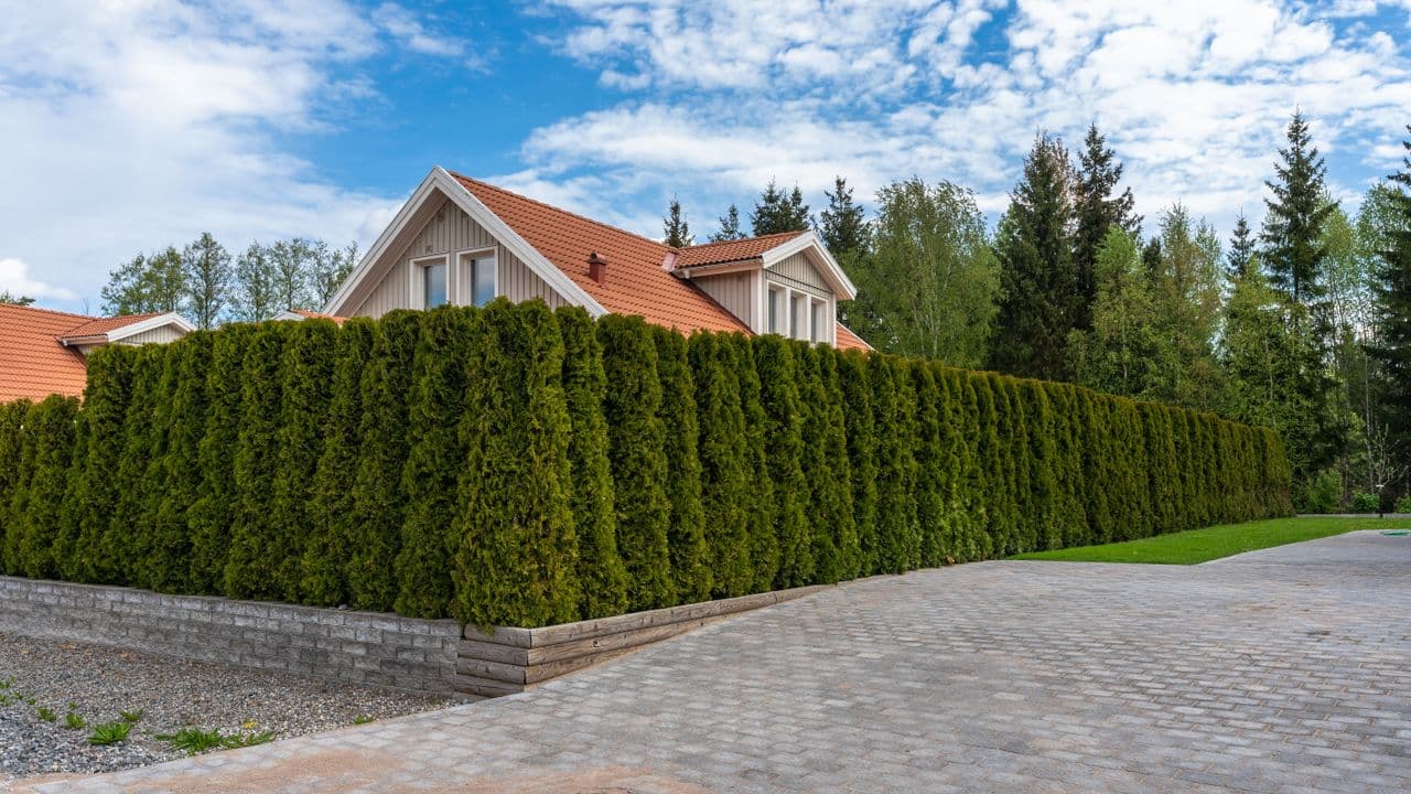 Strategies to Address Neighbors' Overgrown Hedges Affecting Your Sunlight