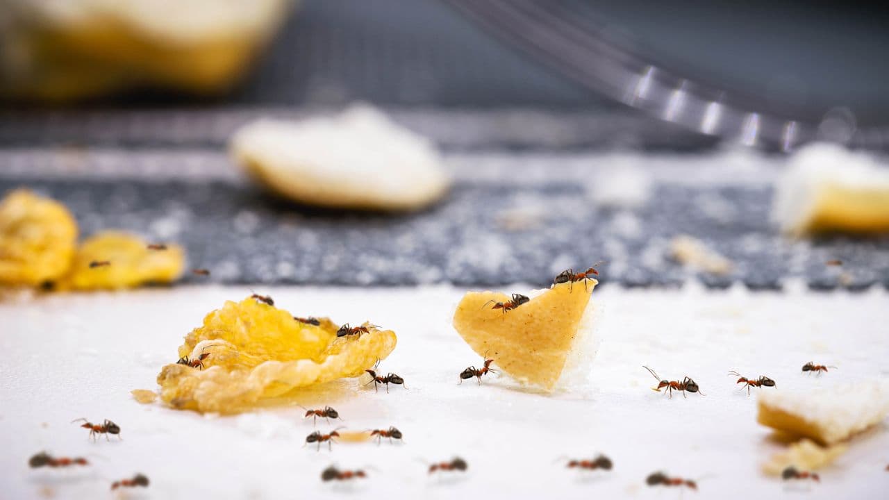 3 warning signs you have an ant infestation in your home — pest experts reveal what to look for