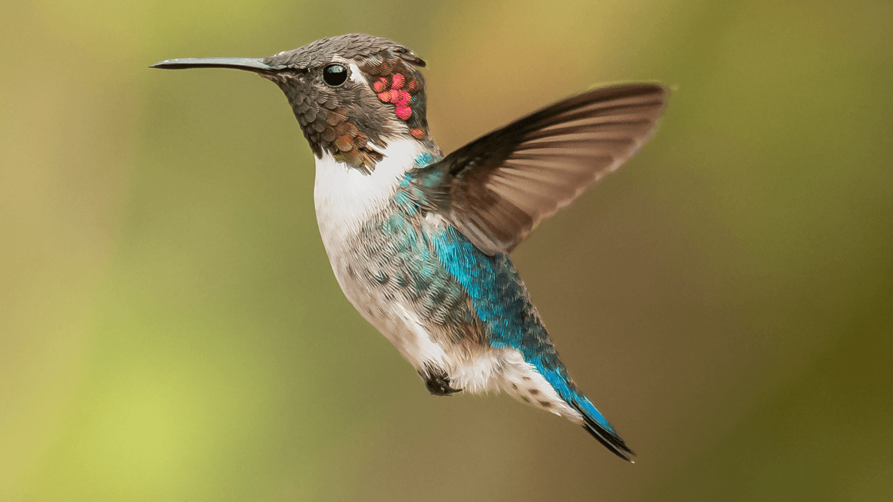 Attract Hummingbirds with This Unique Blue Shrub Today