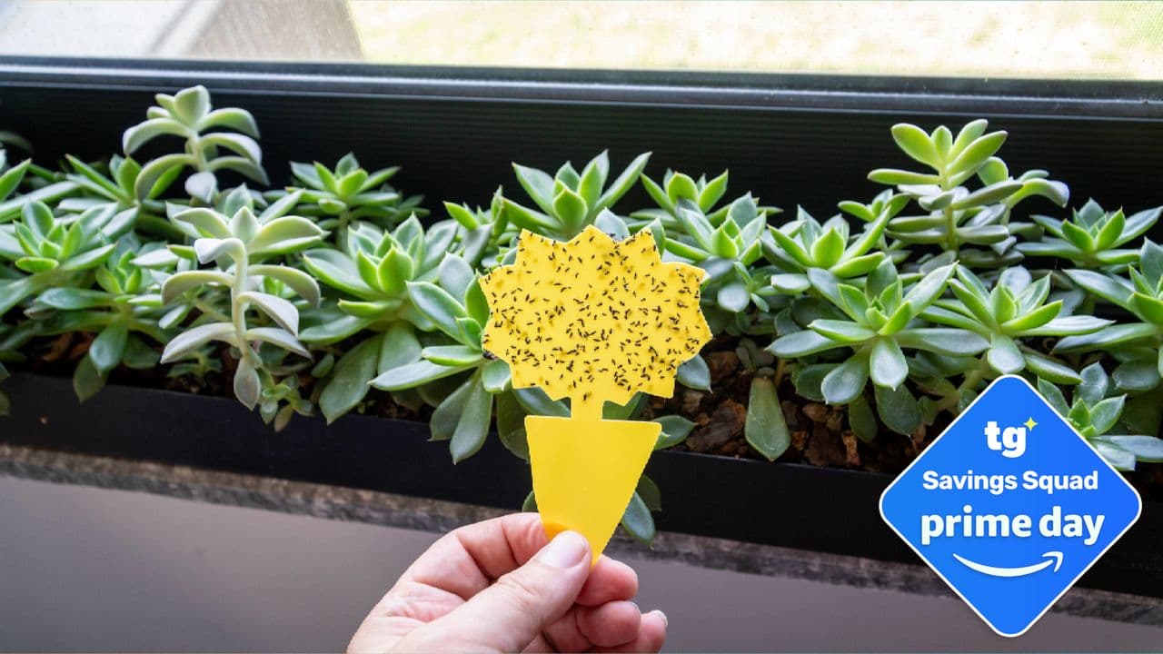 Effective Gnat Solutions: 3 Products to Eliminate Pests Now