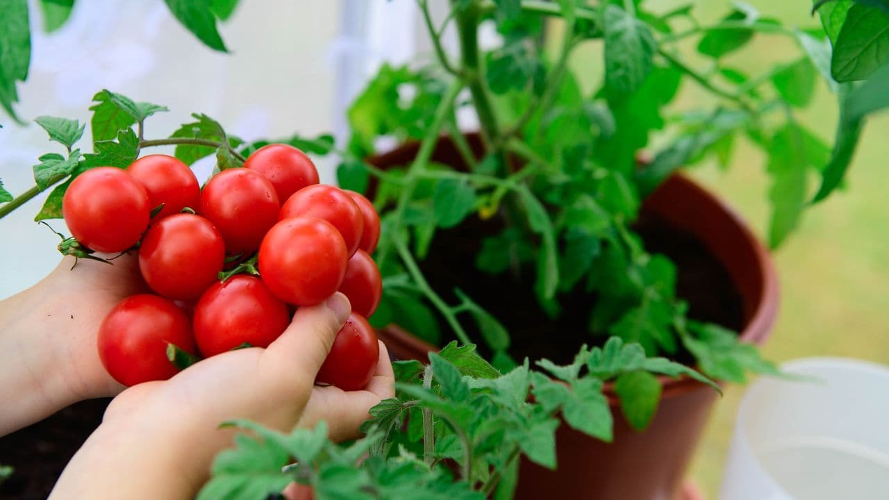 Revolutionizing Urban Gardening with a Surprising Kitchen Waste Hack