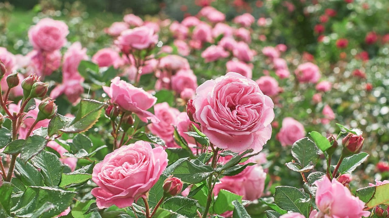 Selecting the perfect rose for your garden goes beyond just fragrance