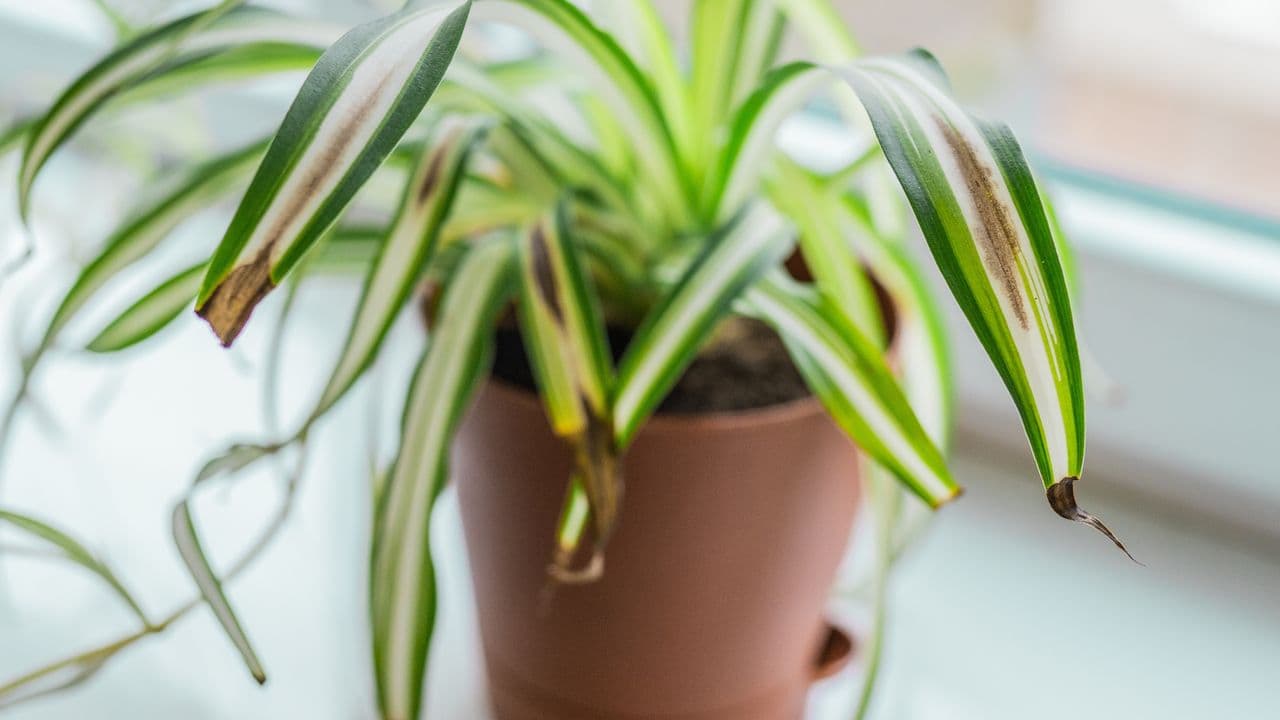 Why are my spider plant leaves turning brown? — 4 steps to revive them again