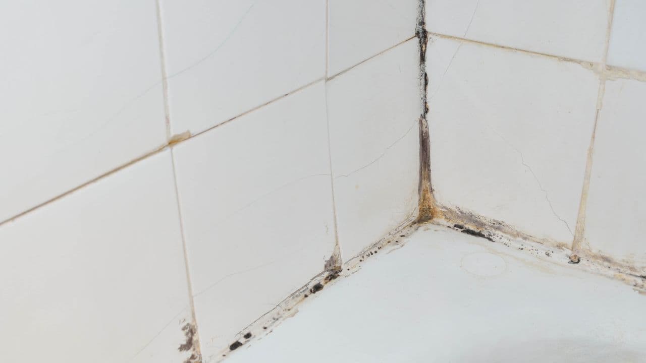 Why does mold keep coming back? It turns out it’s not just about how well I clean