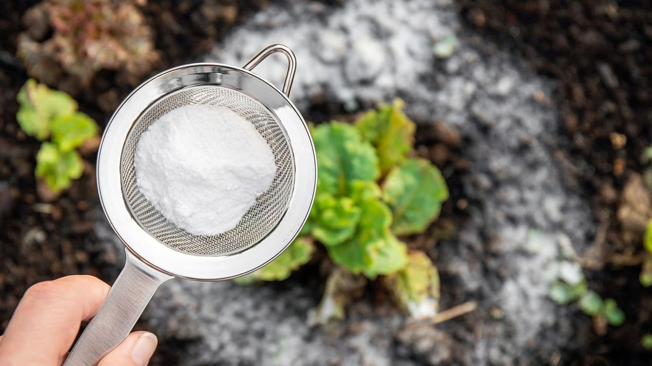 5 ways to use baking soda in your yard — and an extra tip on how to sweeten tomatoes
