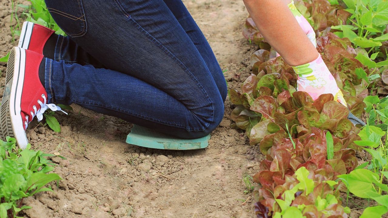 5 Essential Apps That Make Gardening Effortless and Enjoyable