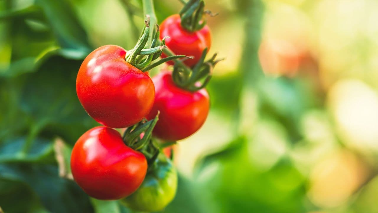 Gardening 2.0: The Art of Pinching Tomato Plants for Bumper Yields