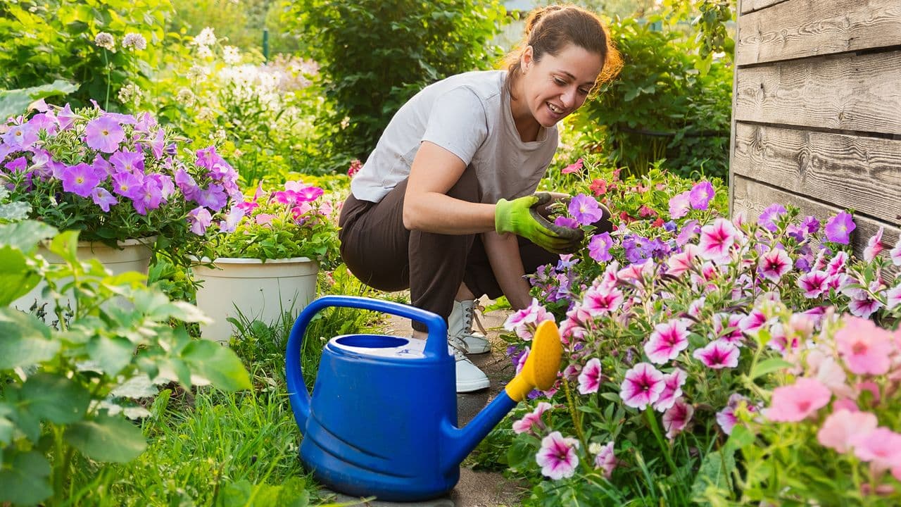 Is it too hot to plant? What you can and can't put in the ground in July
