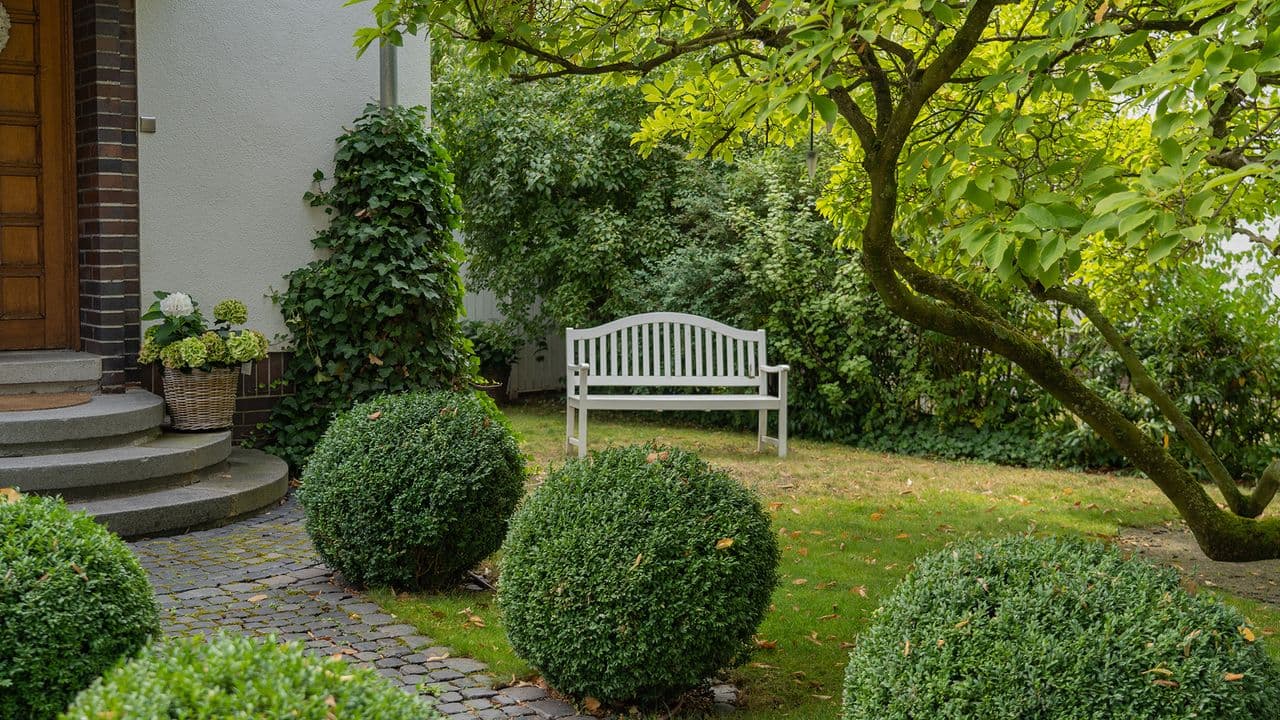 Why gardeners are swapping boxwood for this one elegant shrub (the birds love it too)