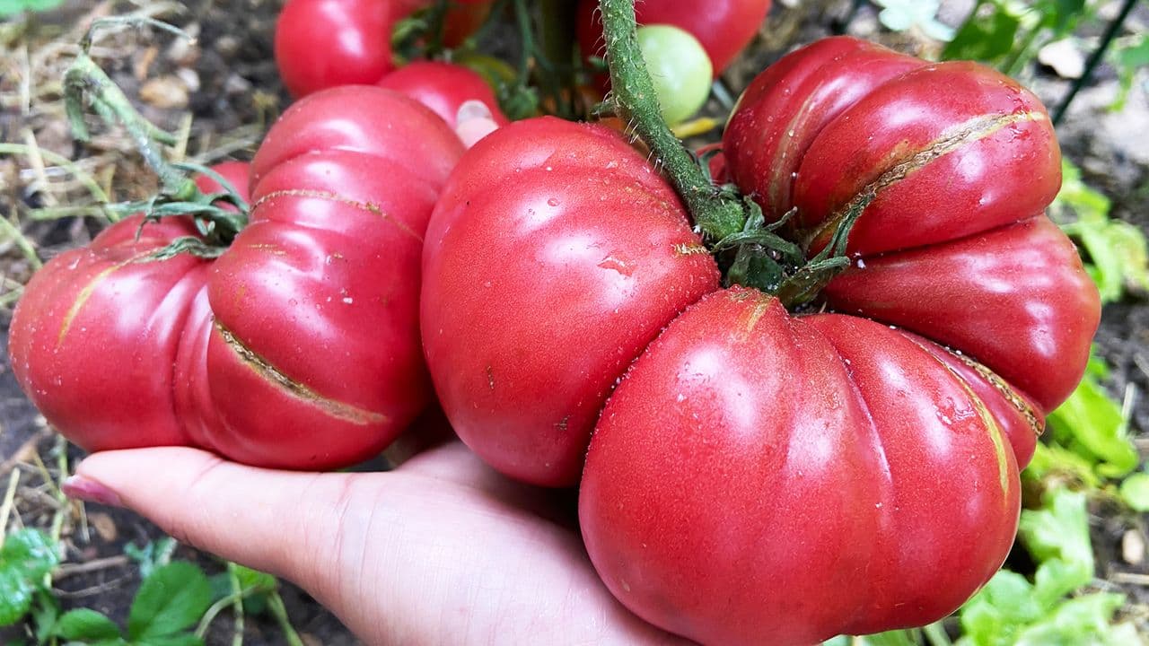 India's Backyard Fiascos: Cracking the Mystery of Cat-Faced Tomatoes