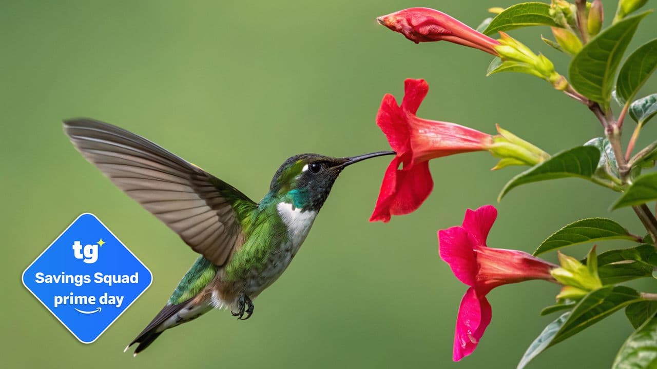 Create the ultimate hummingbird hangout this summer: 5 essential upgrades starting from $3
