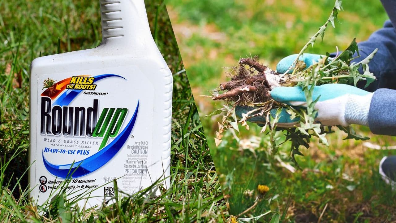 Roundup lawsuit hits Supreme Court — here are 6 alternatives to kill weeds in your yard without toxic chemicals