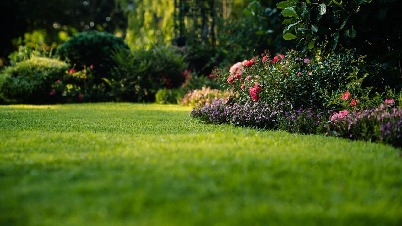 7 budget hacks for a stunning green lawn (and some of them are free)