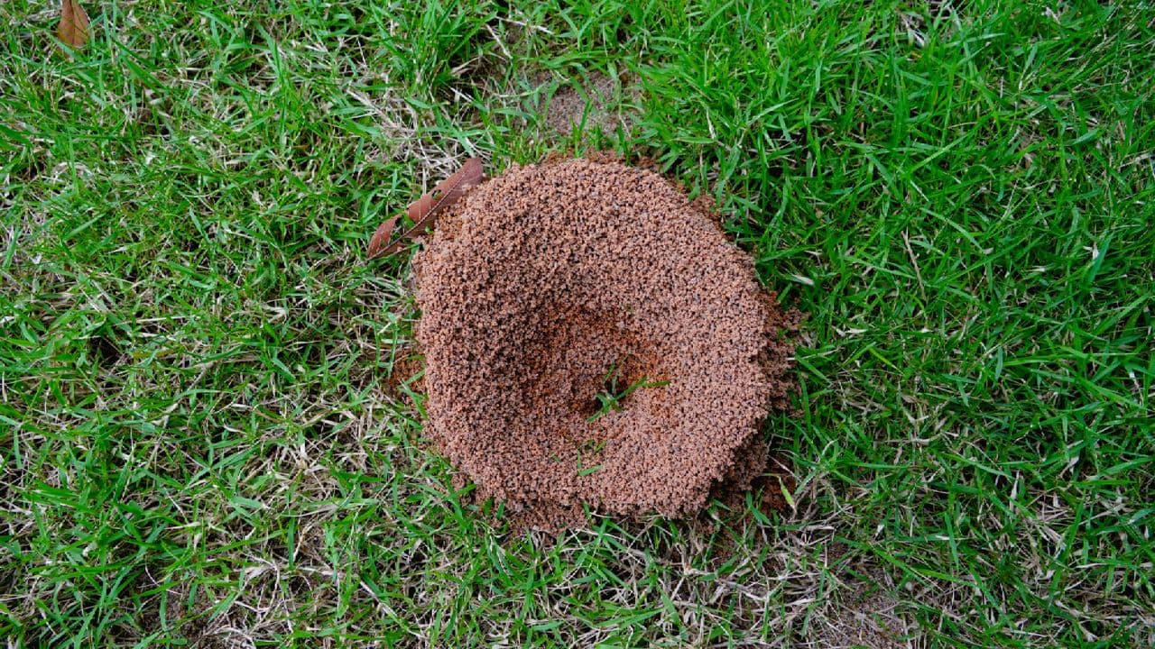 Ant hills multiplying? How to destroy the colony before it takes over your yard