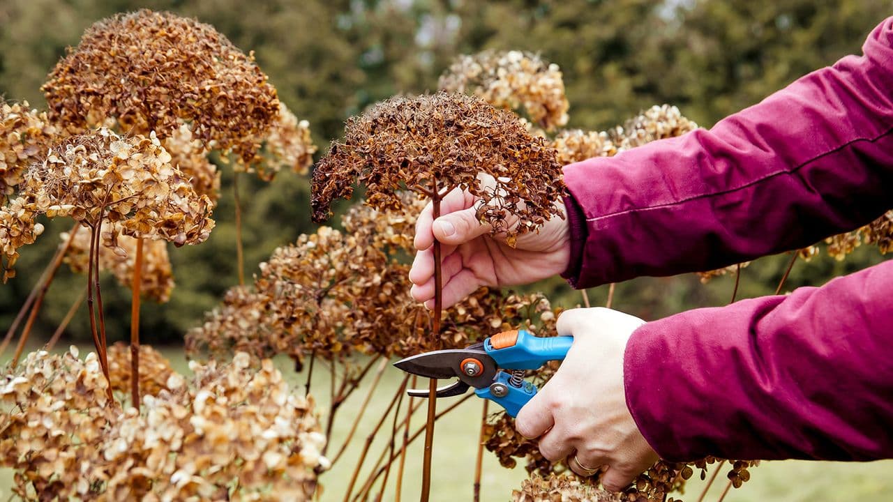 Three essential tips to keep your hydrangeas blooming in vibrancy