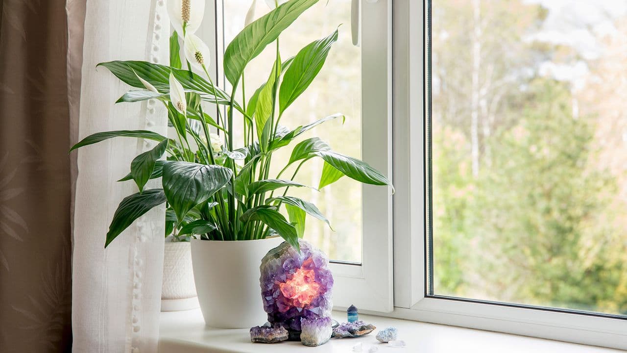 The shower trick that makes peace lily leaves shiny and healthy