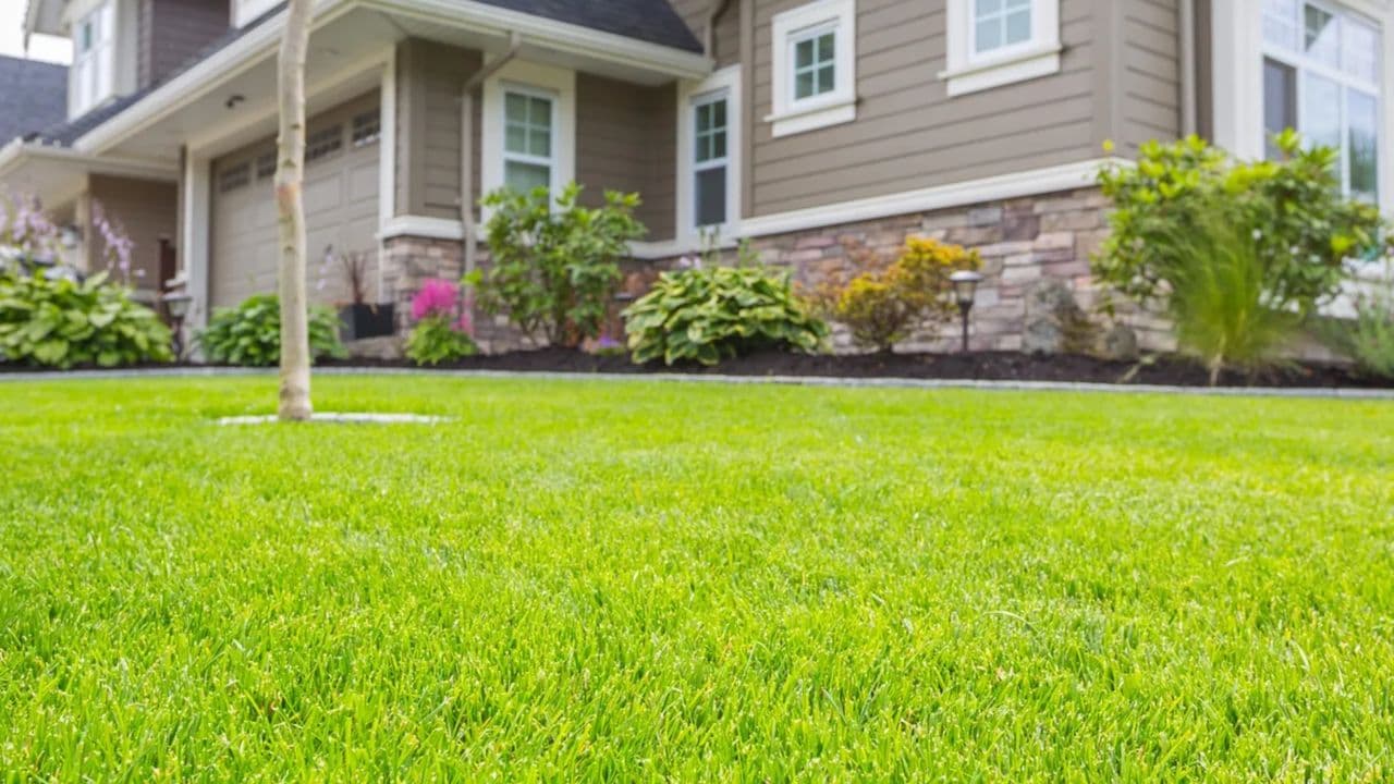 11 secrets to a lawn that’s greener than your neighbor's