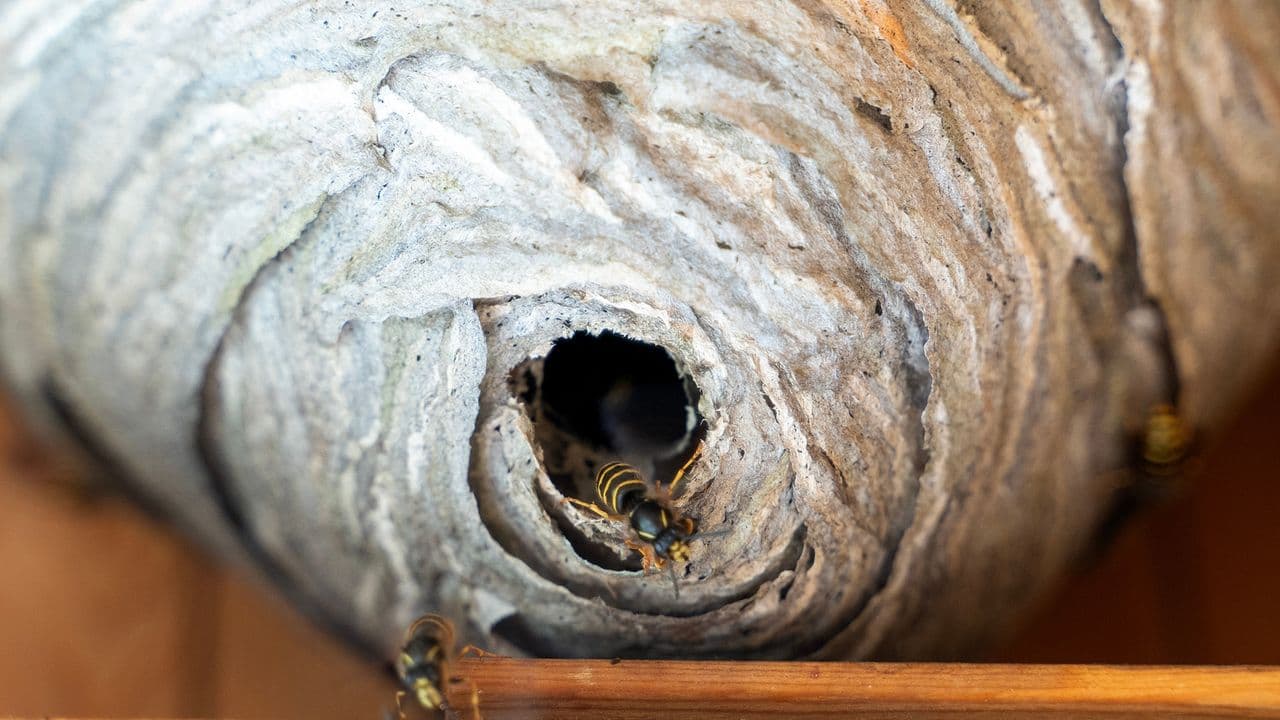 India's Backyard Nightmare: How to Outsmart Wasps in Your Garage