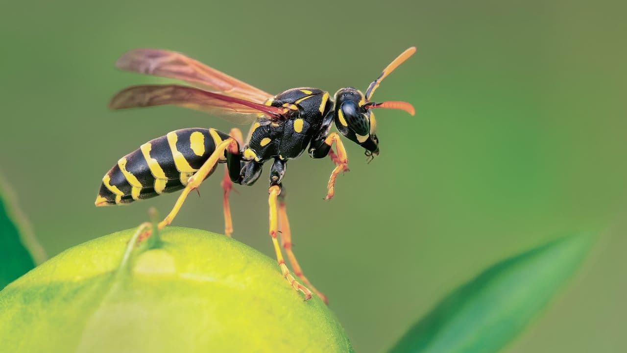The 2-herb combo that creates a "no-fly zone" for wasps (and exactly where to plant it)