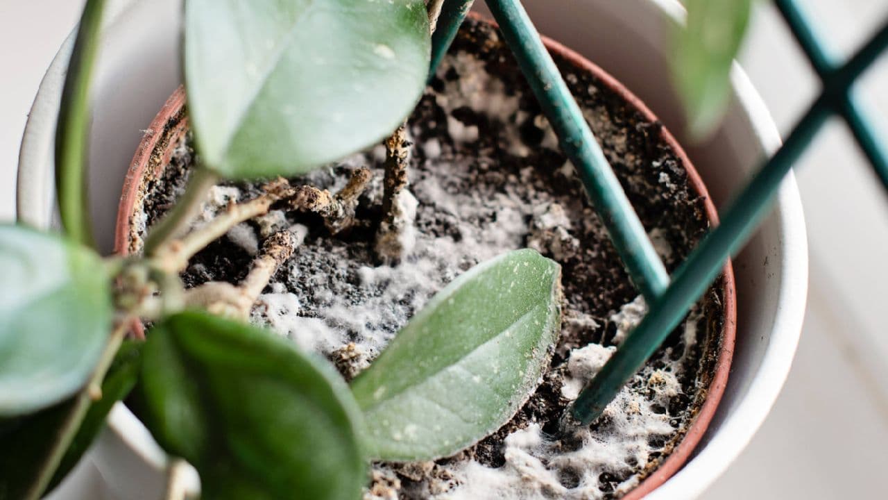 I spotted fuzzy white mold on my houseplant soil— here's how I fixed it with a cupboard staple