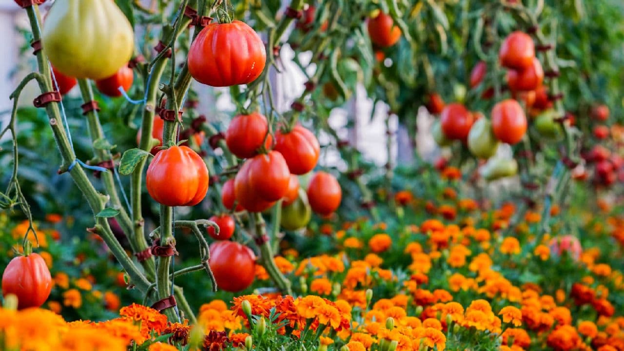 Why marigolds are the best companion flower for a pest-free vegetable garden (especially tomatoes)