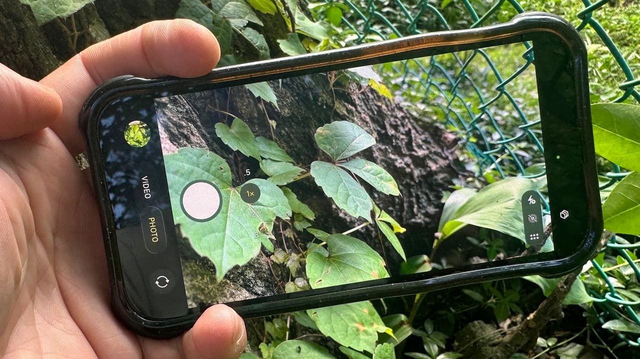 Google Gemini Helps Identify Poison Ivy for Gardeners