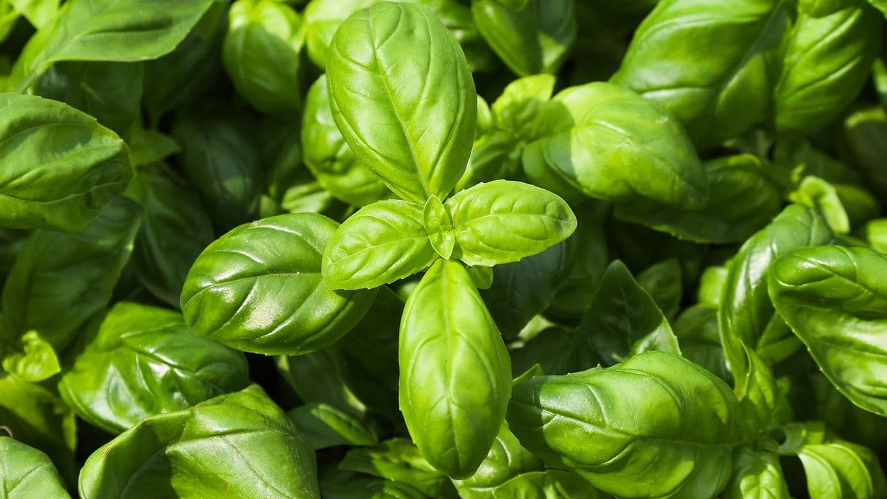 Revive Your Wilting Basil: Top 5 Causes and Solutions