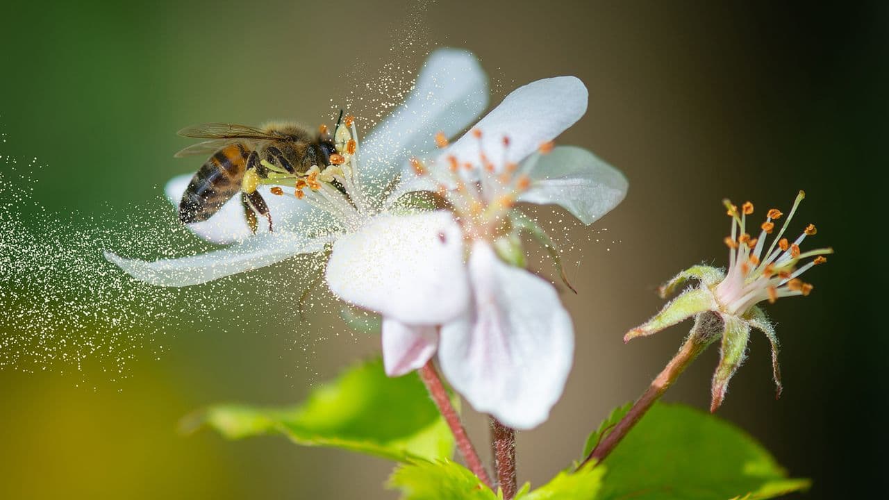 Pollen is peaking — 12 essentials to survive the worst allergy week of 2026 so far