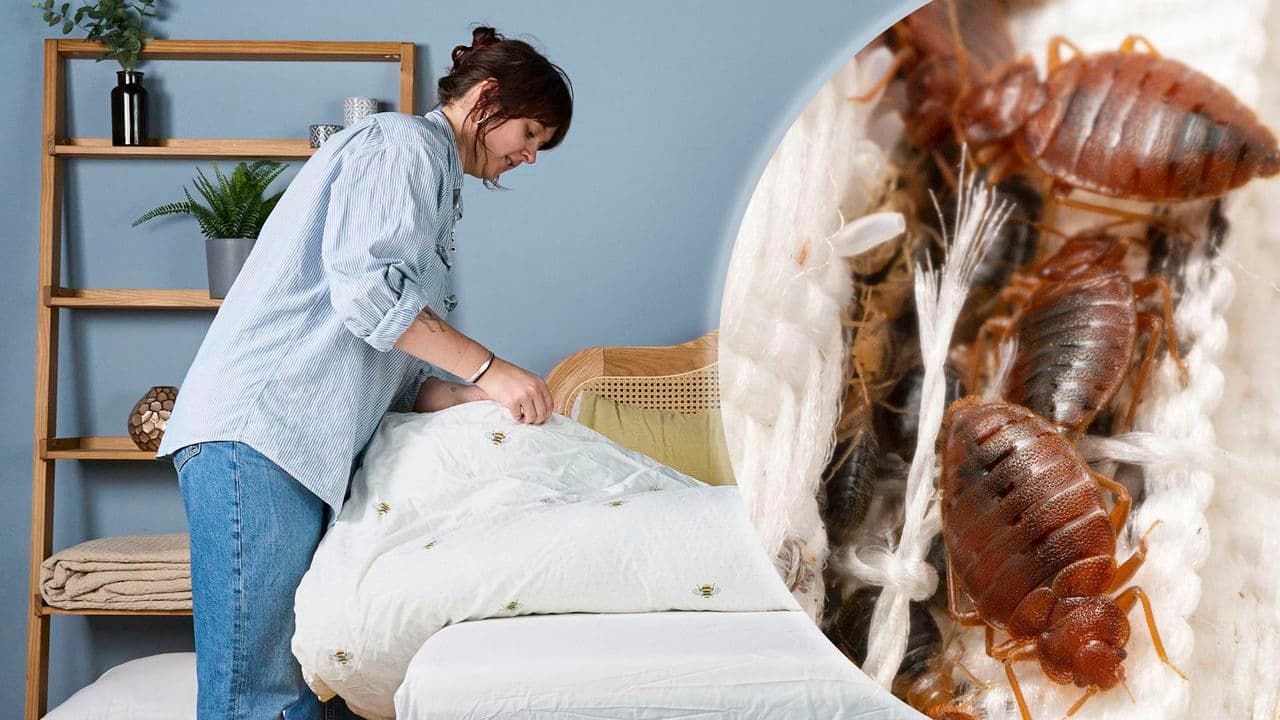 You're more likely to get bed bugs if your sheets are one of these 3 colors — here's why