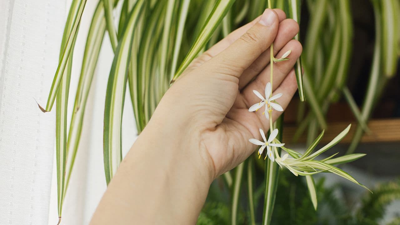 This 5-minute 'spider plant platter' hack looks like a luxury home centerpiece — here's how to make it and wow your guests