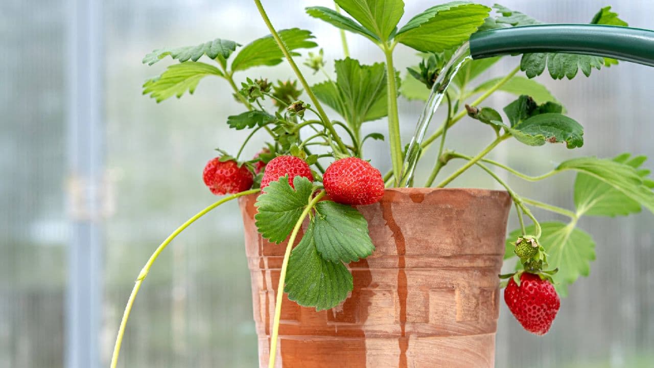 Is your strawberry plant drooping? 5 things you're doing wrong (and how to fix it)
