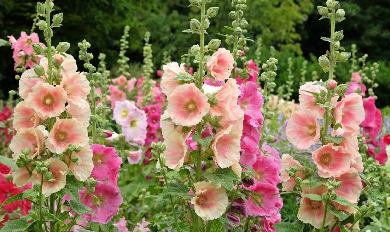 How to get endless hollyhock blooms every single summer (with zero effort)