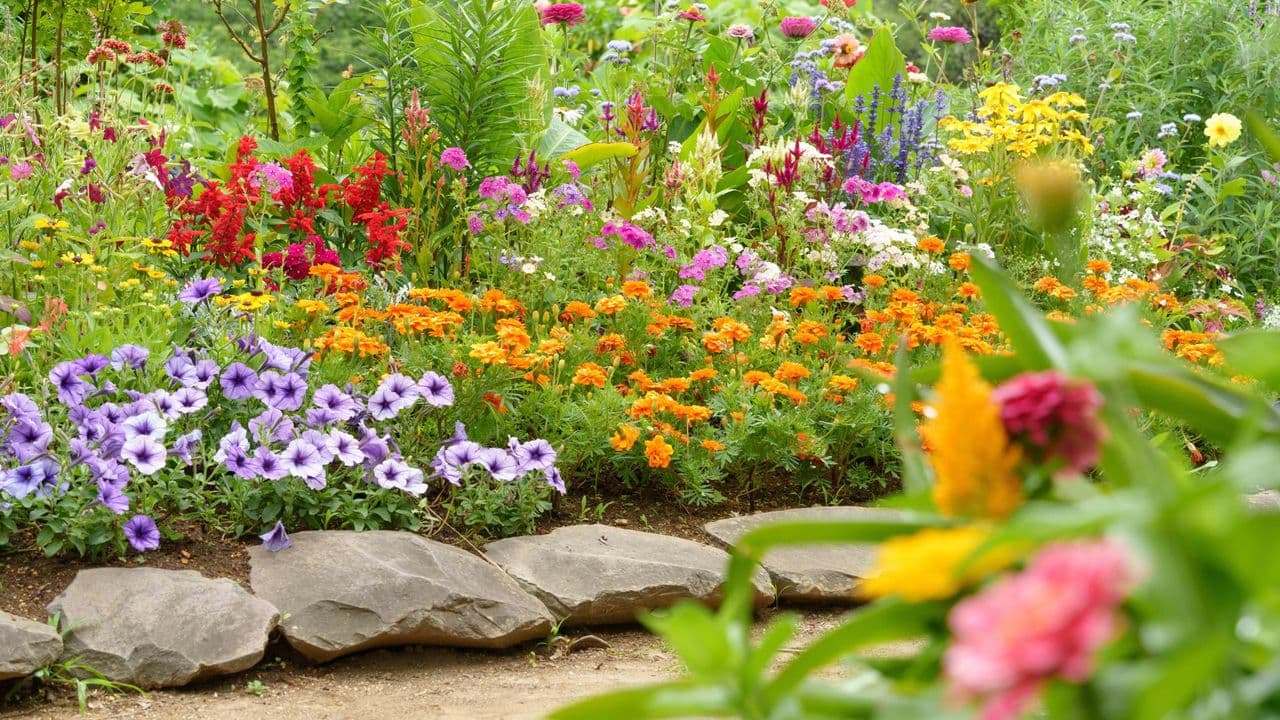 Indian Gardens Get Free Blooms: 9 Low-Maintenance Flowers Regenerate Annually