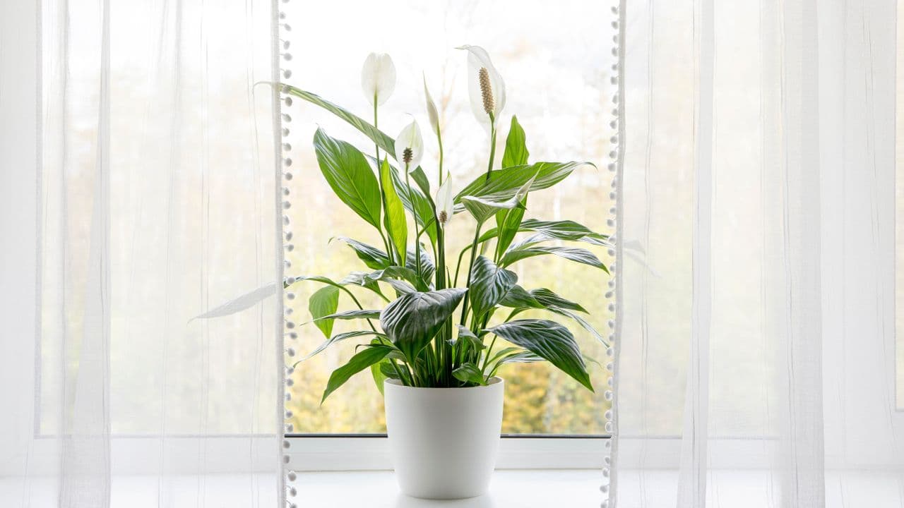 Stop throwing out this kitchen scrap — it’s a secret ingredient to beautiful peace lily flowers