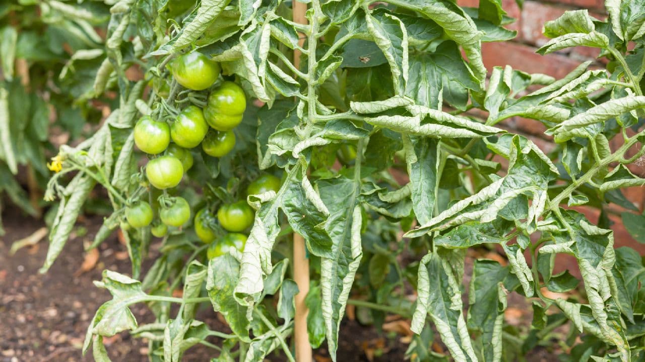 Uncover the true reasons behind curling tomato leaves and effective solutions