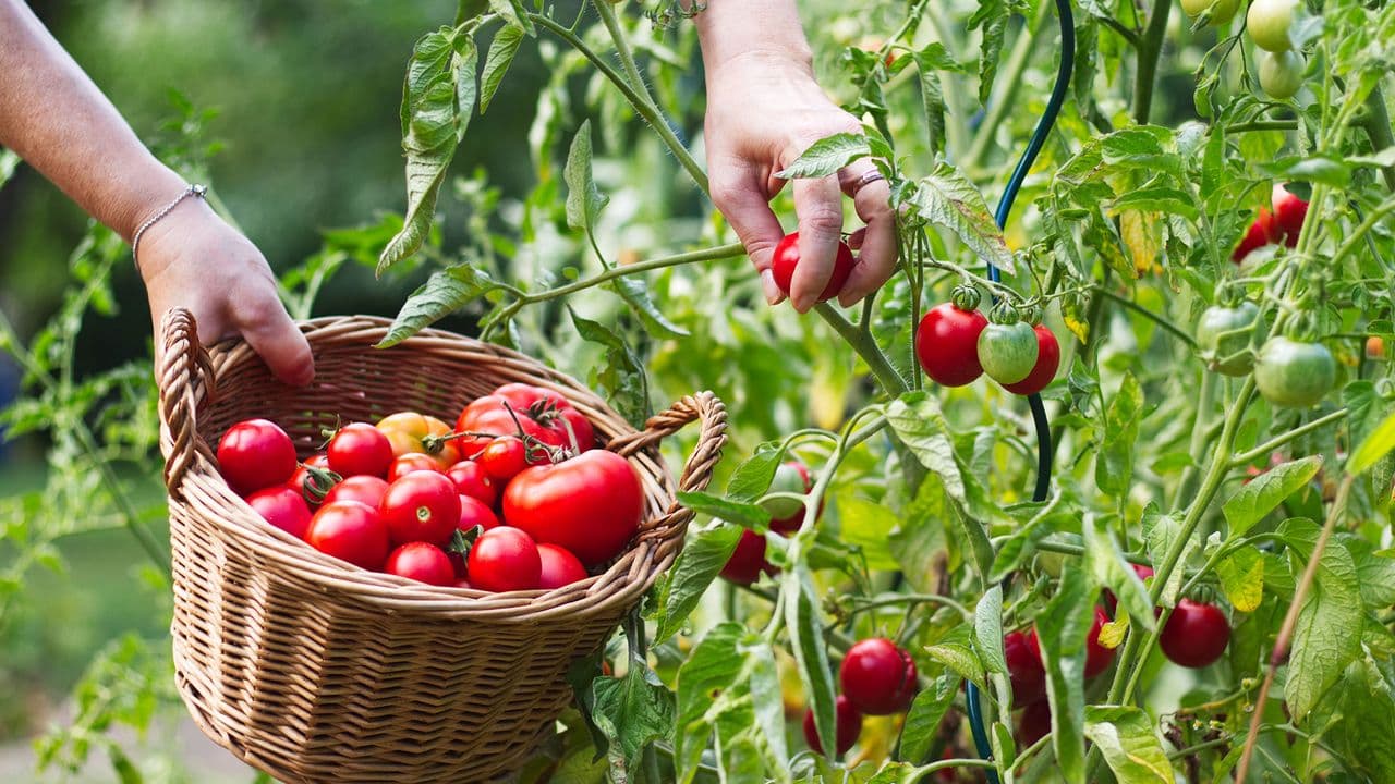 Optimizing Homegrown Tomatoes: 3 Proven Tips for Enhanced Flavor