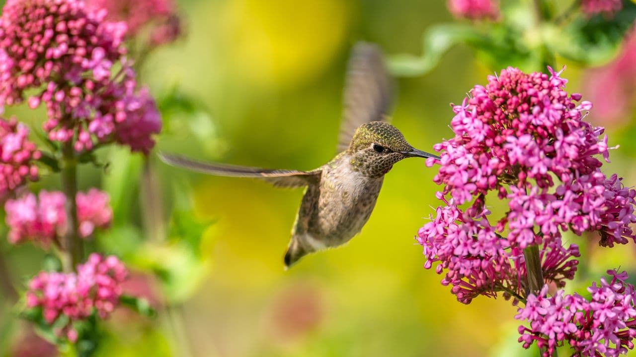 From their miraculous memory to seeing colors we can’t, here is the surprising way hummingbirds find your garden — and how to create the perfect 'hummingbird highway'