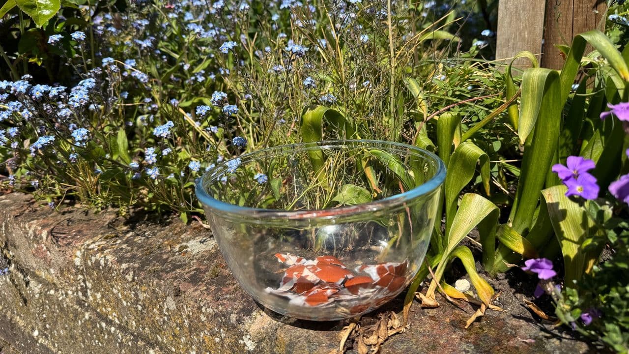 This garden hack will help your plants thrive — and all you need to do is boil some eggs