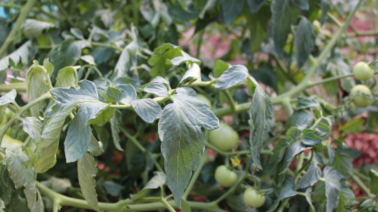 Top 5 Reasons Your Tomato Plant is Wilting and How to Revive It