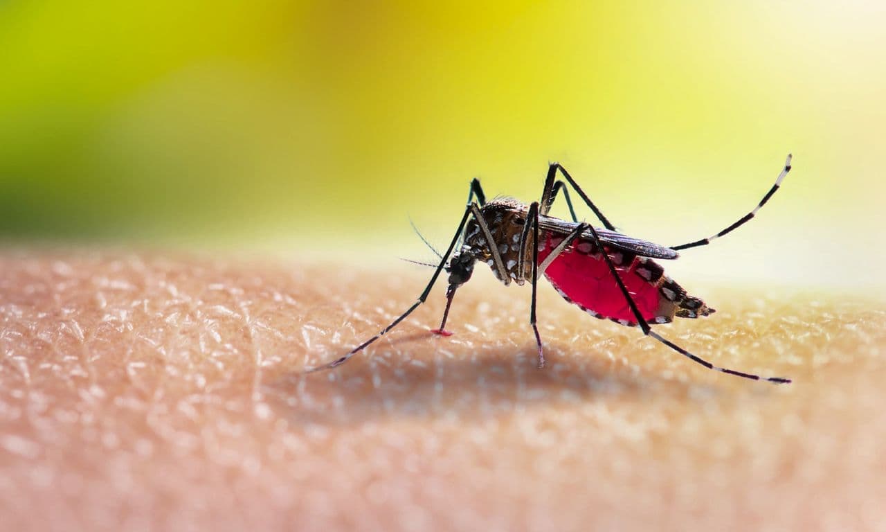 Create an easy garden spray to keep mosquitoes at bay and prevent breeding.