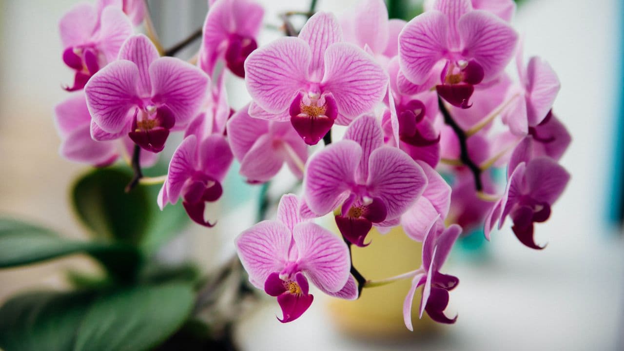 Nurturing Your Orchid: 5 Pro Tips for June's Challenging Heat